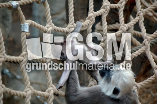 Grauer Langur_3.JPG